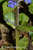 Kriechender Günsel (Ajuga reptans) (C328926)