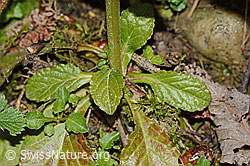 Kriechender Günsel (Ajuga reptans) (C328928)