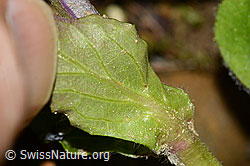 Kriechender Günsel (Ajuga reptans) (C328929)