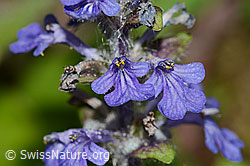 Kriechender Günsel (Ajuga reptans) (C328930)