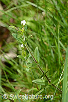 Quell-Hornkraut (Cerastium fontanum spp. fontanum) (C328945)
