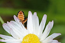 Rotgelber Weichkäfer (Rhagonycha fulva) an Gänseblümchen (Bellis perennis) (C328970)
