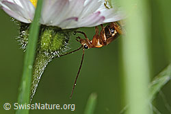 Rotgelber Weichkäfer (Rhagonycha fulva) an Gänseblümchen (Bellis perennis) (C328972)