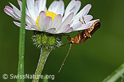 Rotgelber Weichkäfer (Rhagonycha fulva) an Gänseblümchen (Bellis perennis) (C328975)