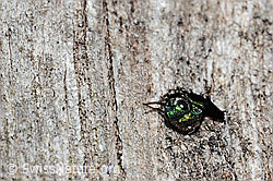 Chrysis iris (Goldwespe) (C329149)