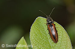 Foto: Gebänderter Schnellkäfer (Athous vittatus)