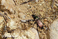 Kupferfarbener Buntgrabläufer (Poecilus cupreus) (11.05.2025, C329198)