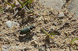 Feld-Sandlaufkäfer (Cicindela campestris) (C329201) Feld-Sandlaufkäfer (Cicindela campestris) (C329201)