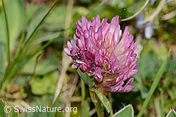 Rot-Klee (Trifolium pratense) (C329267) Rot-Klee (Trifolium pratense) (C329267)