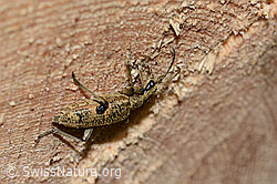 Foto: Schwarzfleckiger Zangenbock (Rhagium mordax)