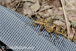Foto: Schwarzfleckiger Zangenbock (Rhagium mordax)