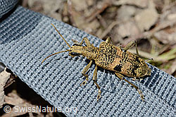 Foto: Schwarzfleckiger Zangenbock (Rhagium mordax)