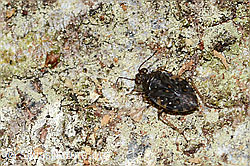 Gemeiner Hüpferling (Saldula saltatoria) (11.05.2025, C329625)