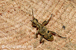 Foto: Schwarzfleckiger Zangenbock (Rhagium mordax)