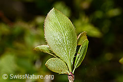 Foto: Gewöhnliche Berberitze (Berberis vulgaris)
