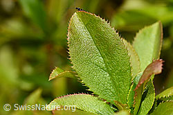 Foto: Gewöhnliche Berberitze (Berberis vulgaris)