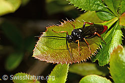 Amblyjoppa fuscipennis (Schlupfwespe) auf Gewöhnlicher Berberitze (Berberis vulgaris) (16.05.2025, C330114) Amblyjoppa fuscipennis (Schlupfwespe) auf Gewöhnlicher Berberitze (Berberis vulgaris) (16.05.2025, C330114)