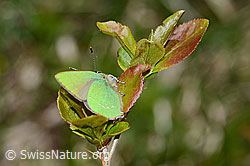 Brombeer-Zipfelfalter (Callophrys rubi) auf Gewöhnlicher Berberitze (Berberis vulgaris) (C330117) Brombeer-Zipfelfalter (Callophrys rubi) auf Gewöhnlicher Berberitze (Berberis vulgaris) (C330117)