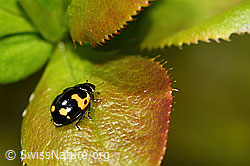 Foto: Alpen-Marienkäfer (Ceratomegilla alpina) auf Gewöhnliche Berberitze (Berberis vulgaris)