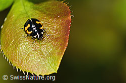 Foto: Alpen-Marienkäfer (Ceratomegilla alpina) auf Gewöhnliche Berberitze (Berberis vulgaris)