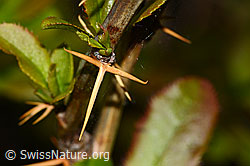 Foto: Gewöhnliche Berberitze (Berberis vulgaris)