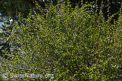Foto: Gewöhnliche Berberitze (Berberis vulgaris)