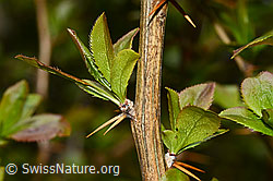 Foto: Gewöhnliche Berberitze (Berberis vulgaris)