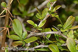 Foto: Gewöhnliche Berberitze (Berberis vulgaris)