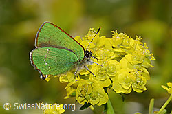 Brombeer-Zipfelfalter (Callophrys rubi) auf Zypressen-Wolfsmilch (Euphorbia cyparissias) (16.05.2025, C330170)