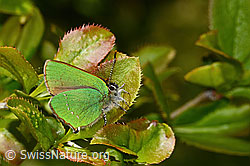 Brombeer-Zipfelfalter (Callophrys rubi) auf Gewöhnlicher Berberitze (Berberis vulgaris) (C330184) Brombeer-Zipfelfalter (Callophrys rubi) auf Gewöhnlicher Berberitze (Berberis vulgaris) (C330184)