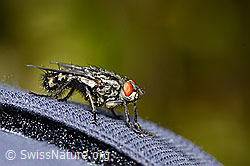 Graue Fleischfliege (Sarcophaga carnaria) (16.05.2025, C330194)
