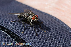 Sarcophaga carnaria (C330196)