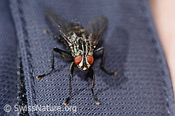Sarcophaga carnaria (C330197)