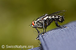 Sarcophaga carnaria (C330201)