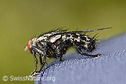 Sarcophaga carnaria (C330202)