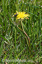 Gewöhnlicher Löwenzahn (Taraxacum officinale) (C330214)