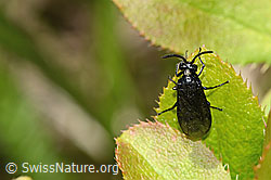 Berberitzenblattwespe (Arge berberidis) auf Gewöhnliche Berberitze (Berberis vulgaris) (C330229) Berberitzenblattwespe (Arge berberidis) auf Gewöhnliche Berberitze (Berberis vulgaris) (C330229)