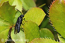Berberitzenblattwespe (Arge berberidis) auf Gewöhnliche Berberitze (Berberis vulgaris) (C330233) Berberitzenblattwespe (Arge berberidis) auf Gewöhnliche Berberitze (Berberis vulgaris) (C330233)