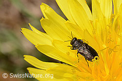 Foto: Schweizer Prachtkäfer (Anthaxia helvetica) auf Gewöhnlicher Löwenzahn (Taraxacum officinale)