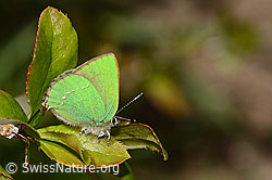 Brombeer-Zipfelfalter (Callophrys rubi) auf Gewöhnliche Berberitzer (Berberis vulgaris) (C330341) Brombeer-Zipfelfalter (Callophrys rubi) auf Gewöhnliche Berberitzer (Berberis vulgaris) (C330341)