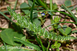 Gemeine Schafgarbe (Achillea millefolium) (16.05.2025, C330387)