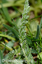Gemeine Schafgarbe (Achillea millefolium) (C330390)