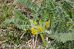 Foto: Stängelloser Tragant (Astragalus exscapus)