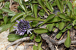 Herzblättrige Kugelblume (Globularia cordifolia) (16.05.2025, C330397)