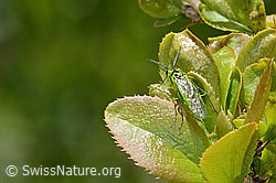 Grüne Blattwespe ( Rhogogaster viridis) auf Gewöhnliche Berberitze (Berberis vulgaris) (C330404) Grüne Blattwespe ( Rhogogaster viridis) auf Gewöhnliche Berberitze (Berberis vulgaris) (C330404)