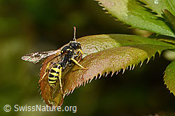 Feld-Wespenbiene (Nomada goodeniana) (16.05.2025, C330415)