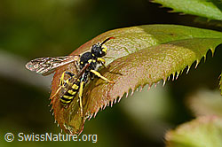 Feld-Wespenbiene (Nomada goodeniana) (C330417) Feld-Wespenbiene (Nomada goodeniana) (C330417)
