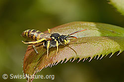 Feld-Wespenbiene (Nomada goodeniana) (16.05.2025, C330418)