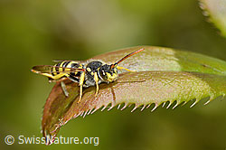 Feld-Wespenbiene (Nomada goodeniana) (C330419) Feld-Wespenbiene (Nomada goodeniana) (C330419)
