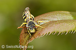 Feld-Wespenbiene (Nomada goodeniana) (C330421) Feld-Wespenbiene (Nomada goodeniana) (C330421)